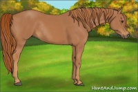 Horse Color:Chestnut Rabicano 