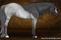 Horse Color:Blue Roan 