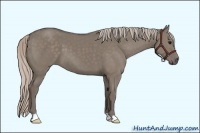 Horse Color:Silver Grullo 