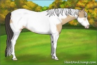 Horse Color:Amber Cream Champagne Tobiano Frame 