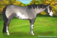 Horse Color:Blue Onyx Roan Frame Rabicano 
