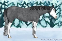 Horse Color:Blue Roan Splash 