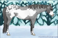 Horse Color:Blue Roan Frame Appaloosa