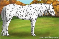 Horse Color:Black Appaloosa 