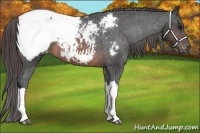 Horse Color:Brown Appaloosa 
