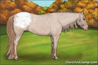 Horse Color:Red Roan Appaloosa 