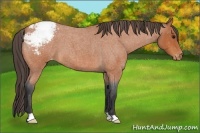 Horse Color:Bay Roan Appaloosa 
