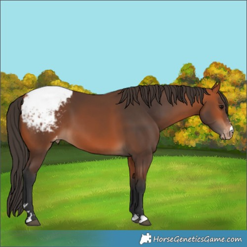 Horse Color:Bay Appaloosa