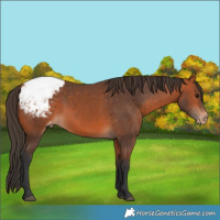 Horse Color:Bay Appaloosa 