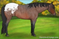 Horse Color:Bay Roan Appaloosa 