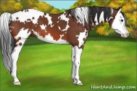 Horse Color:White Spotted Bay Splash 