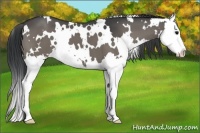 Horse Color:White Spotted Black Splash 