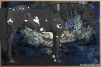 Horse Color:White Spotted Black Sabino 