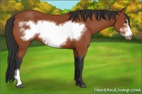Horse Color:Bay Frame 