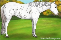 Horse Color:Grullo Splash Tobiano Appaloosa
