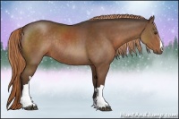 Horse Color:Liver Chestnut Rabicano 