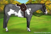 Horse Color:Blue Roan Frame