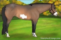 Horse Color:Buckskin Roan Frame 