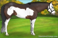 Horse Color:Bay Splash Frame 