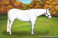 Horse Color:Chestnut Tobiano Blanket 