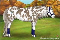 Horse Color:Chocolate Palomino Sabino Leopard 