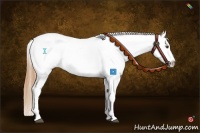 Horse Color:Buckskin Near Leopard 