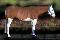 Horse Color:Bay Sabino Splash Rabicano 