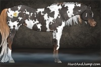 Horse Color:White Spotted Liver Chestnut Appaloosa 