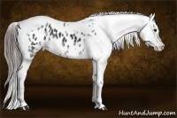 Horse Color:White Spotted Black Splash Tobiano Frame Appaloosa