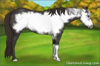 Horse Color:Liver Chestnut Frame 