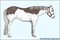 Horse Color:Silver Black Splash