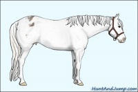 Horse Color:Silver Smoky Black Sabino Splash Appaloosa 