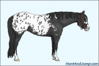 Horse Color:Black Sabino Appaloosa