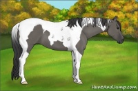 Horse Color:Grullo Tobiano