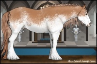 Horse Color:White Spotted Chestnut 