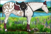 Horse Color:Classic Champagne Appaloosa 