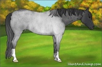 Horse Color:Blue Roan
