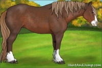 Horse Color:Liver Chestnut Sabino Splash Rabicano 