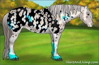 Horse Color:Buckskin Onyx Appaloosa