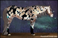 Horse Color:Buckskin Onyx Appaloosa 