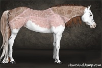 Horse Color:Chestnut Ice Splash 