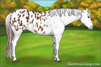 Horse Color:Bay Appaloosa 