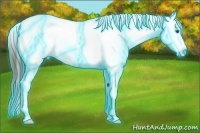 Horse Color:Thunderstruck White Spotted Amber Champagne Splash Frame Appaloosa 