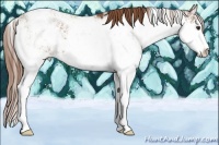 Horse Color:Chestnut Sabino