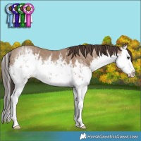 Horse Color:White Spotted Classic Champagne Splash