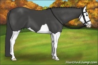 Horse Color:Smoky Black Splash