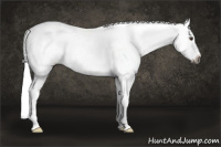 Horse Color:Gray Liver Chestnut Sabino Splash Appaloosa Rabicano