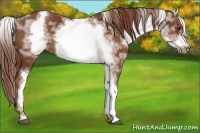 Horse Color:White Spotted Chestnut Frame