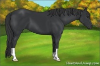 Horse Color:Black 