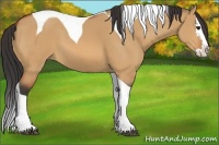 Horse Color:Bay Dun Splash Tobiano 